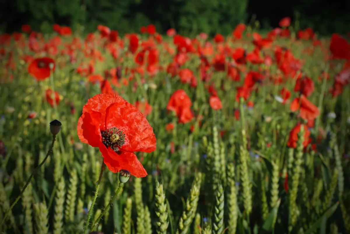 British Wildflower Motifs: A Pattern Designer's Guide to Native Species